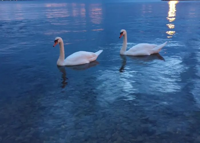 Velika Obala 비빈제